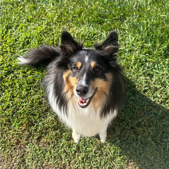 Posh Show!! Like this post to get notified when I go live! - Picture 3 of 11